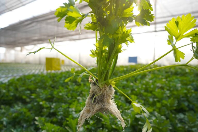 Europa22(51) (Grande)