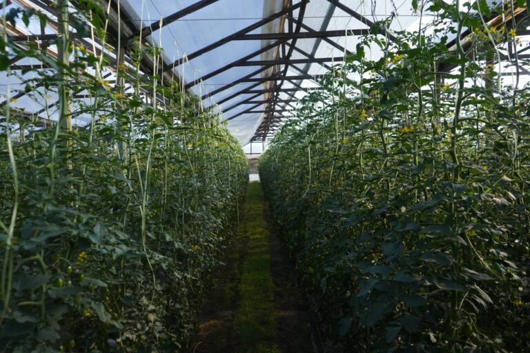 Europa22(82) (Grande)