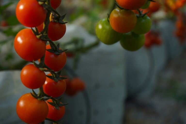 Europa22(74) (Grande)